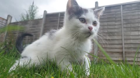 Cute Kitten At A Park And Looking So Beautiful..