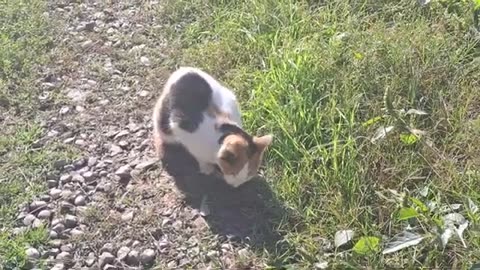 Cute cats who don't get along with each other.