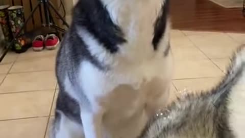 Funny Husky Bites Bubbles!!!