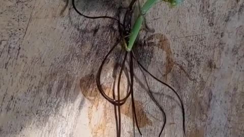 Worm Inside Mantis: The Most Terrifying Thing You'll See Today