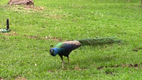 The Peacock Song for Preschoolers Animal songs for KIDS Indie Rock Music for Children