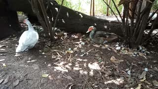 Muscovy Ducks 9th March 2022