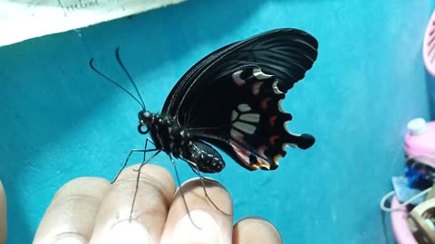 My friend,Beautiful butterfly 😻🦋😍💙