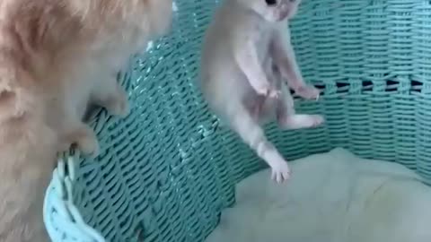 cute kitten funnyvideo