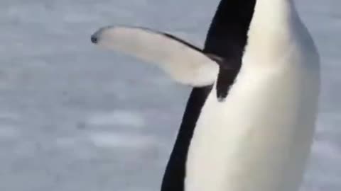 Most Funny Penguin Videos Penguins in Antartica