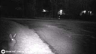 Backyard Trail Cam - Rabbits in Driveway