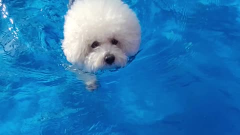 I am a bichon shark.