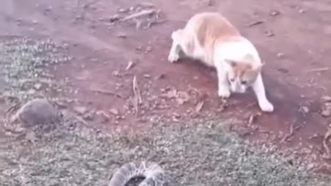 Funny video cat and dog