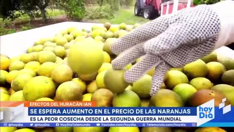 Pronostican aumento en precio de las naranjas a causa de Ian | Noticias Telemundo