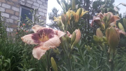 Daylily and lilies