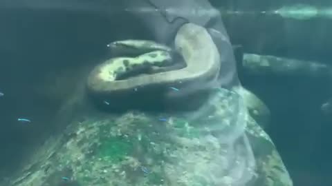 attacks man Green anaconda 😱https://youtube.com/shorts/5aIx58eKPas?feature=share