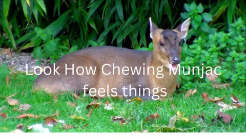 Chewing Muntjac Feelings