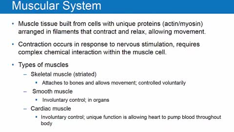 AEMT Ch 8 Human Body Systems