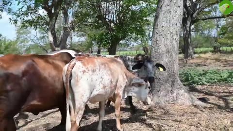 Cow relaxing video( nature)