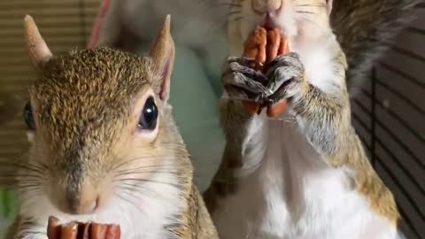 Adorable Snacking Squirrel Siblings