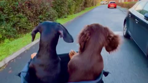 Dachshund Ears Flap in the Wind on Bike Ride