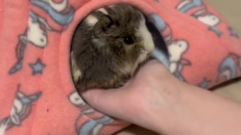 POV you're baby Guinea pig has attachment issues