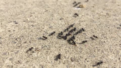 Insect Ants Animal