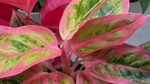 Aglaonema red master plant