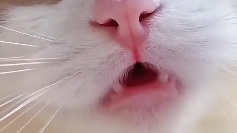 Funny Cat