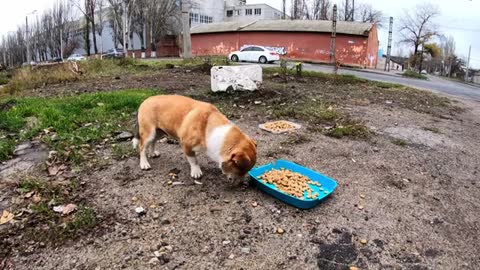 The Happiest Time for this Tiny Dog is Meeting with the Woman who Feeds him