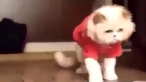 Cute cat, dancing like a micheal jackson