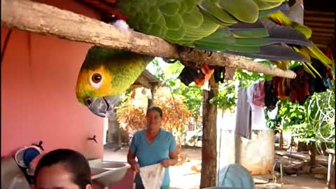 Papagaio Falando Cantando Sorrindo, papagaio Inteligente e Engraçado EU QUERO TRABALHAR - Relaxar