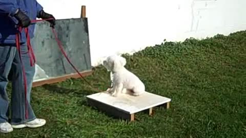 Dog Training Sit stay and Down