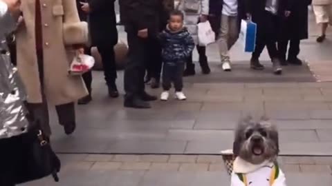 When Pets Become Intelligent A Teddy Dog Proves Its Eating Skills