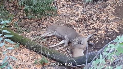 Nature's Harsh Reality: Puma Bullies and Kills Baby Llama in a Dramatic Showdown