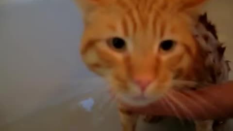 Cute cat makes sound like crying during bath.