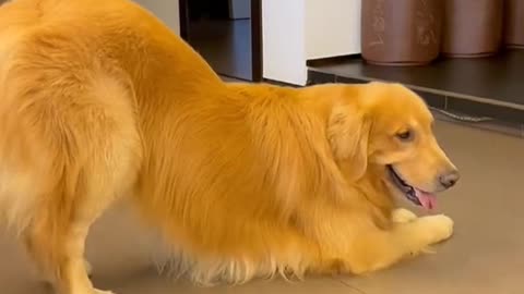 Dog version of high-quality dance interpretation