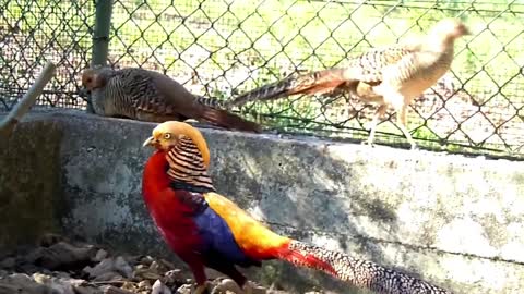 beautiful golden pheasant and waders part 2