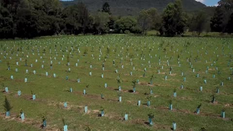 Koala Habitat Restoration Partnership Program