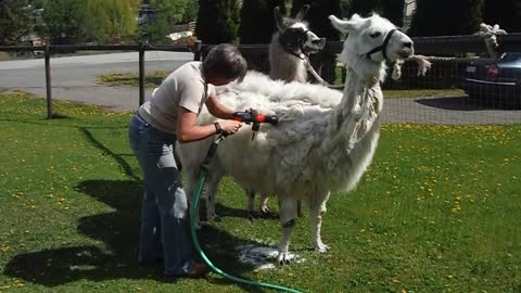 Shearing 2016 - Prepping the llamas fibre for spinning (Thanks Tracy!)