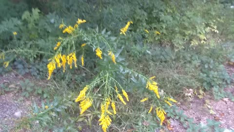 Goldenrod