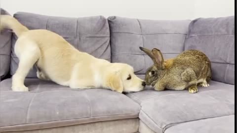 Rabbit & dog