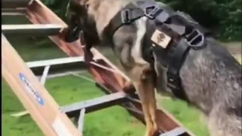 Trained Dogs That Fly Show Their Jumping Agility #short #dogs