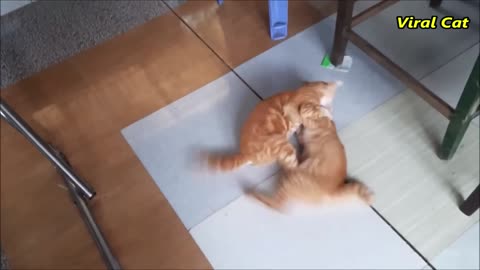 Cats Fighting and Meowing - These Two are Bloody Brothers | angry cat