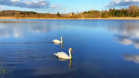 "Majestic Elegance: The Swan's Symphony"