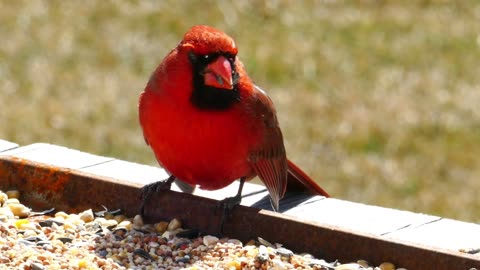 Cardinal Bird Funny videos|Lovely Bird videos Ibis and big bird