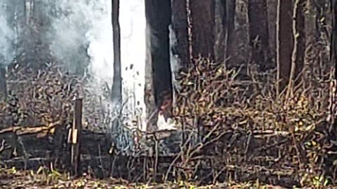 Forest Fire Texas Sam Houston N.F.