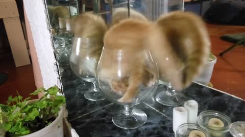 A Glass of Kitten Cuteness