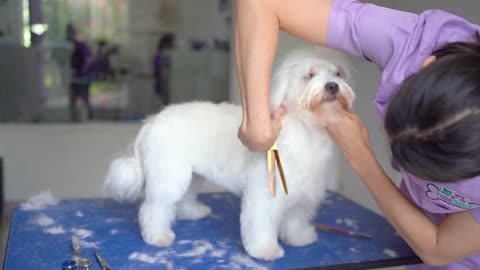 Lovely maltese puppy's first haircut ! ✂️❤️🐶