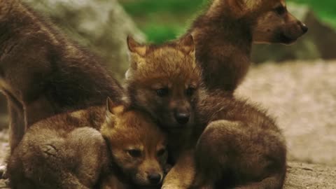 Man Saved this Wolf and her Cubs, but 4 Years later THIS happens....