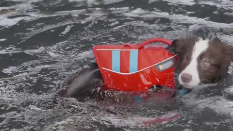 A Dog Swimming in the Pool