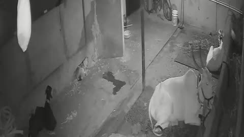 CCTV CAMERA FOR ANIMAL SHADE IN NIGHT VISION