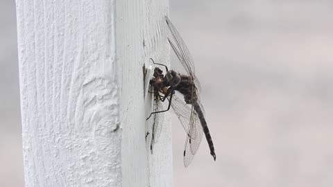 Dragonfly eating Dragonfly; Dragonflies of Spring and Summer, Ontario, Canada