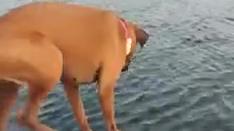 Dog diving from boat