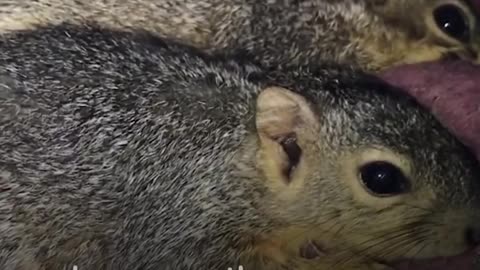 Woman's House is Full of Rescue Baby Squirrels | The Dodo